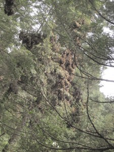 Monarchs in the trees at Cerro Pelon