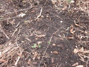 Dirt where hopefully hairy vetch will fixate. Strawberries already started....